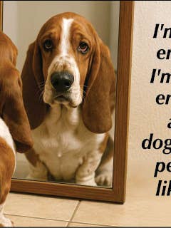 MAGNET: I'm good enough, I'm smart enough, doggone it….. for wholesale by Ephemera