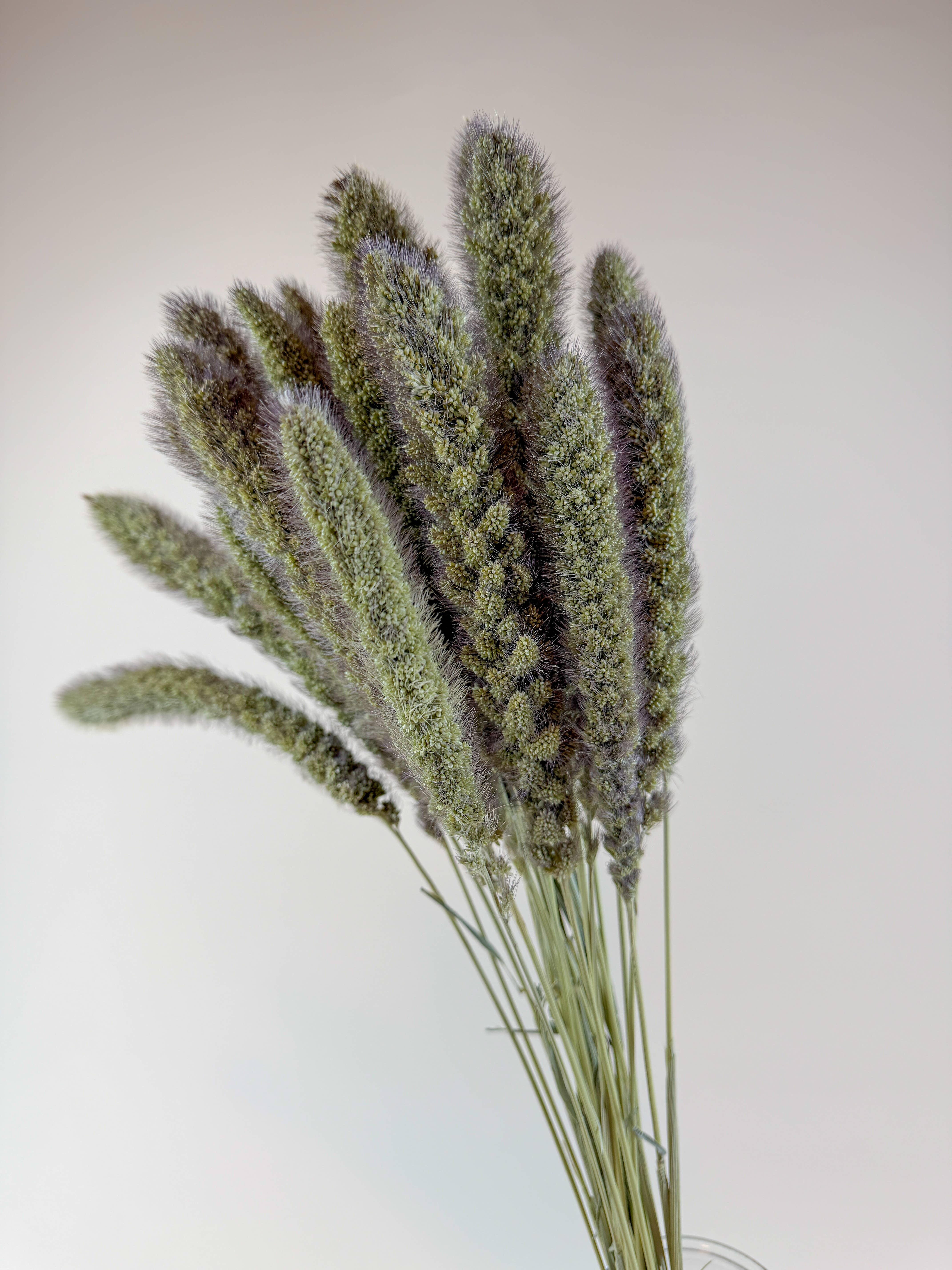 Lovejoy Farms Premium Dried Flowers - Wholesale Dried/Pressed Flowers - German Millet – Natural Dried Millet Stems for Floral Design2