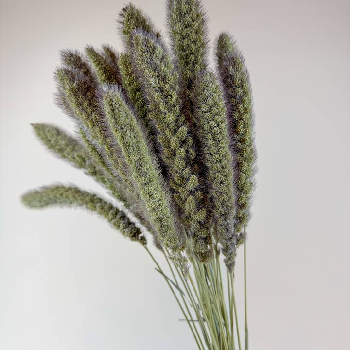 Lovejoy Farms Premium Dried Flowers - Wholesale Dried/Pressed Flowers - German Millet – Natural Dried Millet Stems for Floral Design2