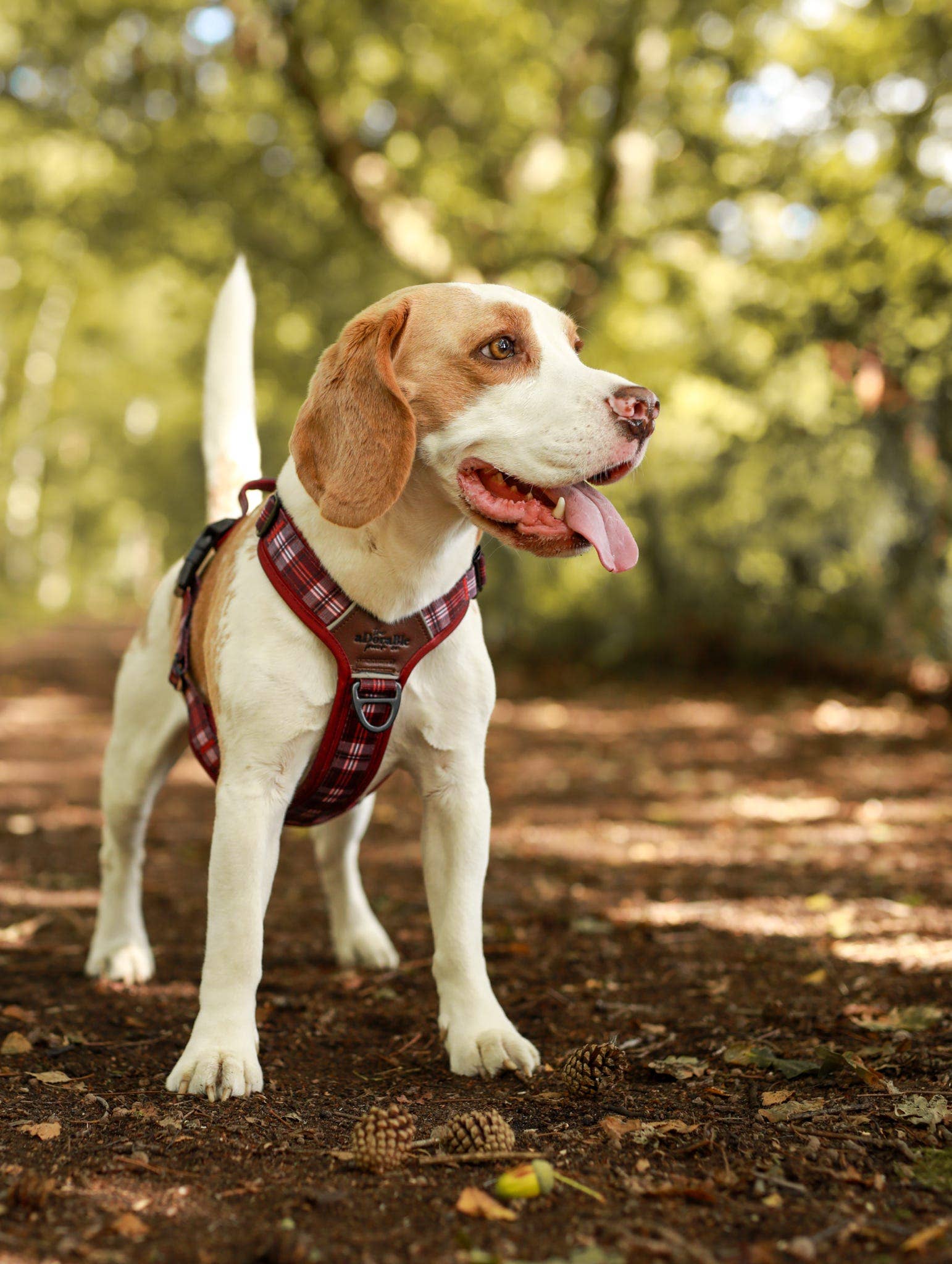 The aDoraBle Pooch Company - Wholesale Pet Harness - Dog - Streamline Pro™ Dog Harness - Heritage Collection - Merlot Manor29