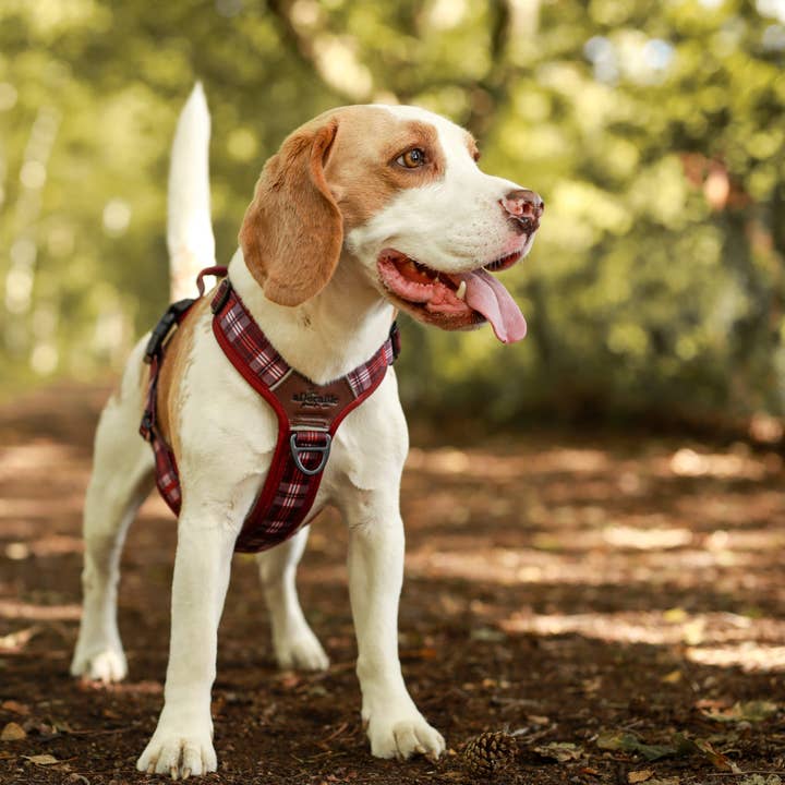 The aDoraBle Pooch Company - Wholesale Pet Harness - Dog - Streamline Pro™ Dog Harness - Heritage Collection - Merlot Manor29
