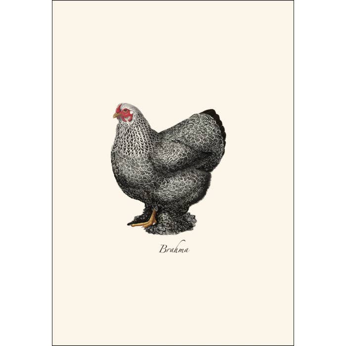 Earth Sky + Water - Wholesale Stationery/Notecard Set - Chicken Assortment