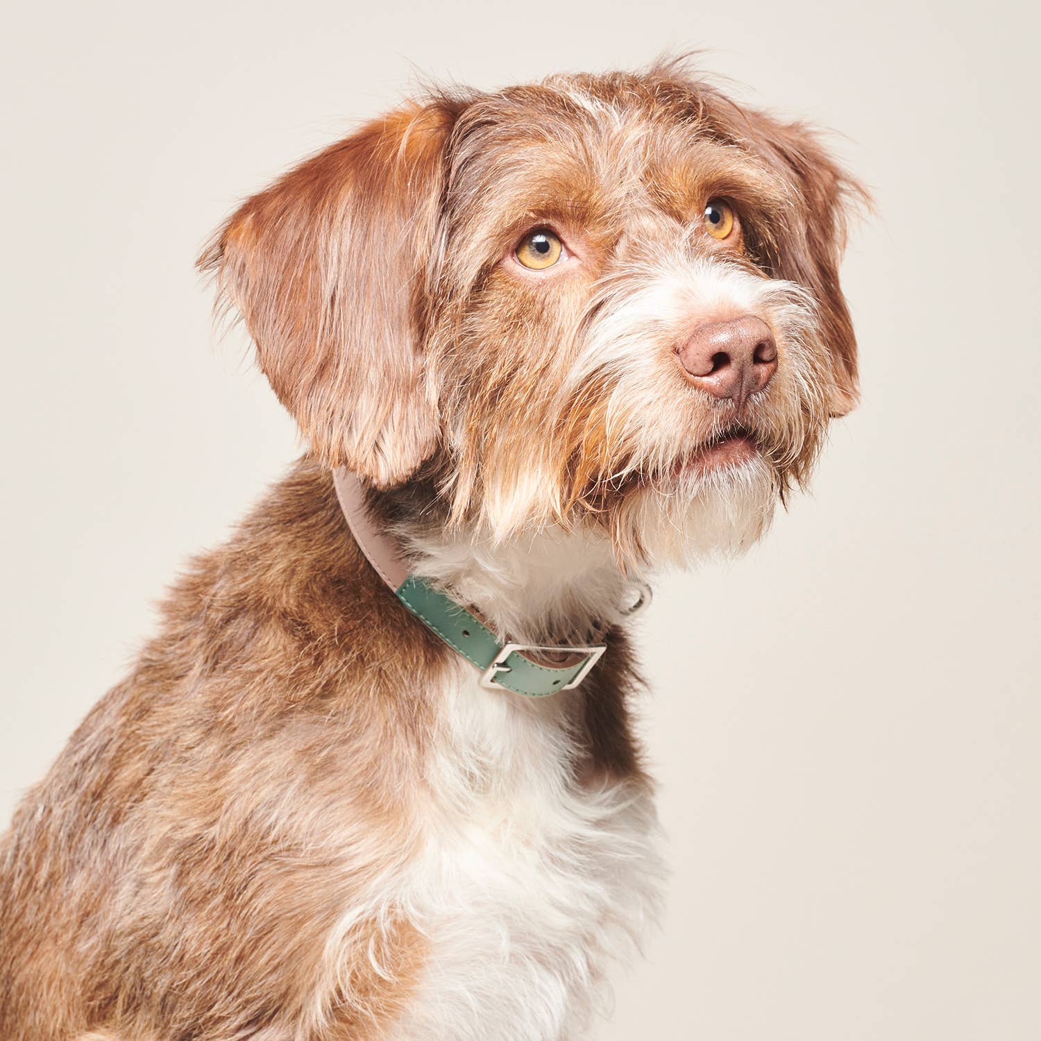 Dog Collar Bo - Emerald  for wholesale on Faire2