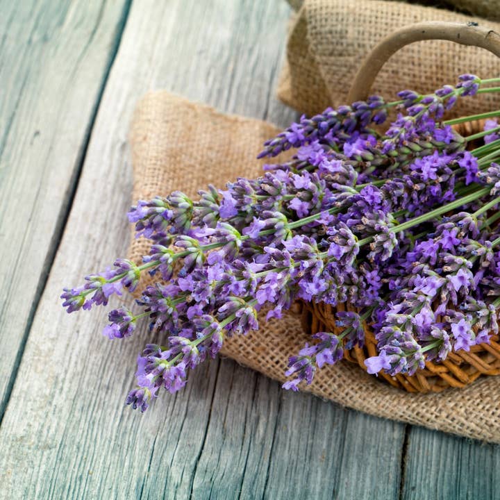 Blue Lavender Palmarosa* Incense Cones for wholesale by Beaches of Tunisia, LLC