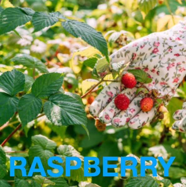 Eat Gold Organics - Wholesale Chocolate Bar - NEW MAMA a Potent, Functional & Delicious Chocolate Bar6