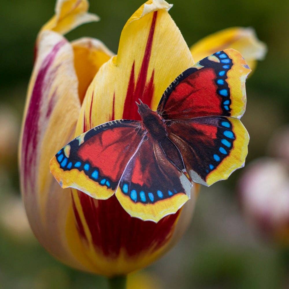 Moth and Myth – Recortes por atacado – Conjunto de borboletas 'Sunrise'4