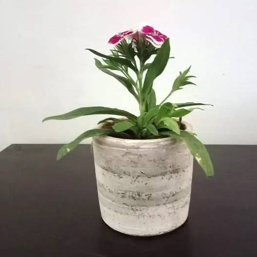 Concrete White-washed Cylinder Planter Case (2 units) for wholesale by Women of the Cloud Forest