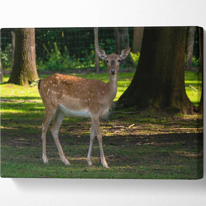 Brown Fawn In Woods for wholesale by Simply Canvas Art