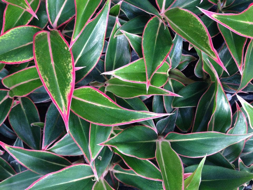 Succulents & Such, Inc. - Wholesale Live Plant -  Aglaonema Siam Aurora Liner Plug Tray, 50 Count0