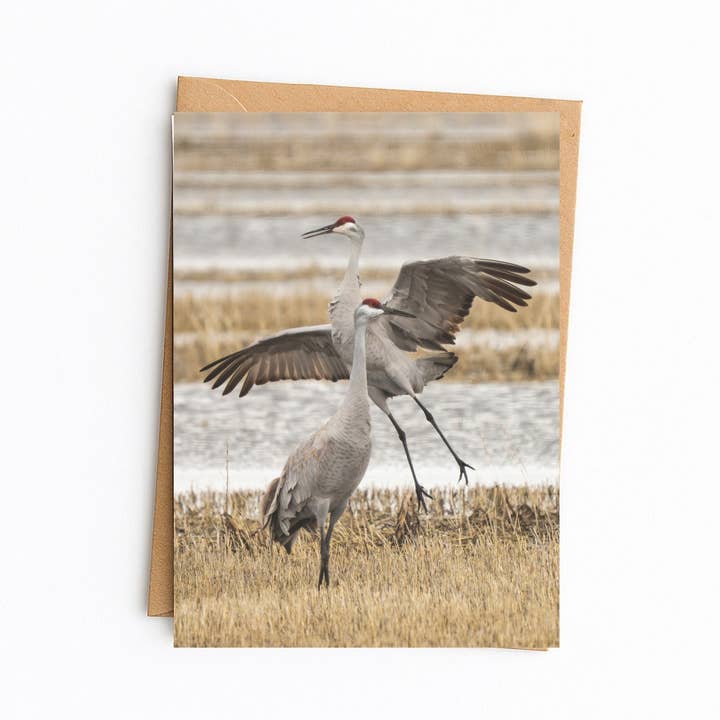 Dancing Sandhill Cranes Wildlife and bird themed card for wholesale by Elster Photography/Big Picture Greetings