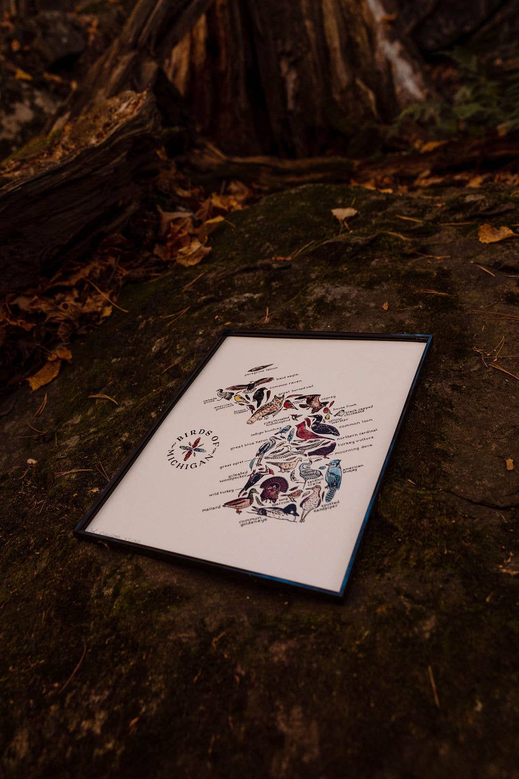 Home Squirrel - Wholesale Art Print - Birds of Michigan Watercolor Art Print1