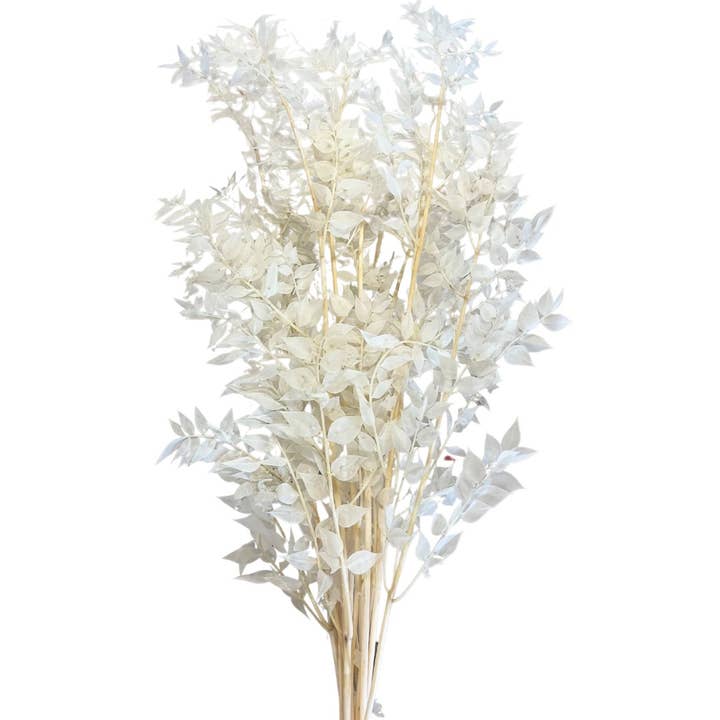 Ruscus Preserved and other Purchase Wholesale ruscus greenery. Free Returns & Net 60 Terms on Faire trending on Faire.