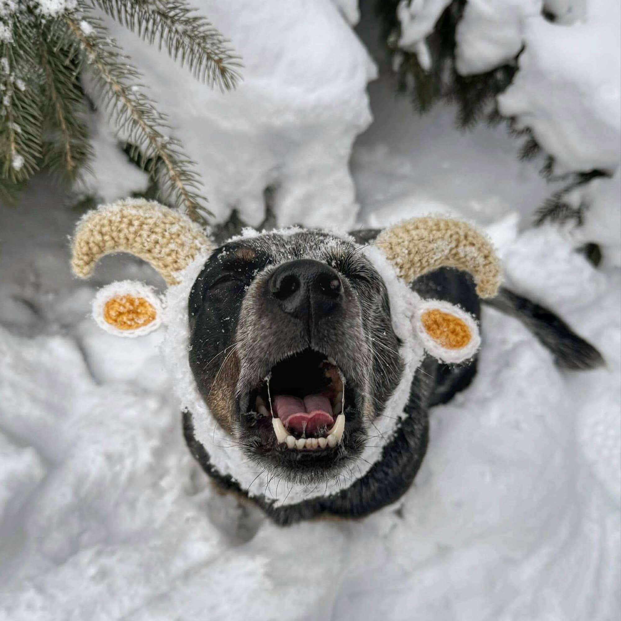 Zoo Snoods - Wholesale Pet Snood - Dog - Goat Ram Dog Snood10