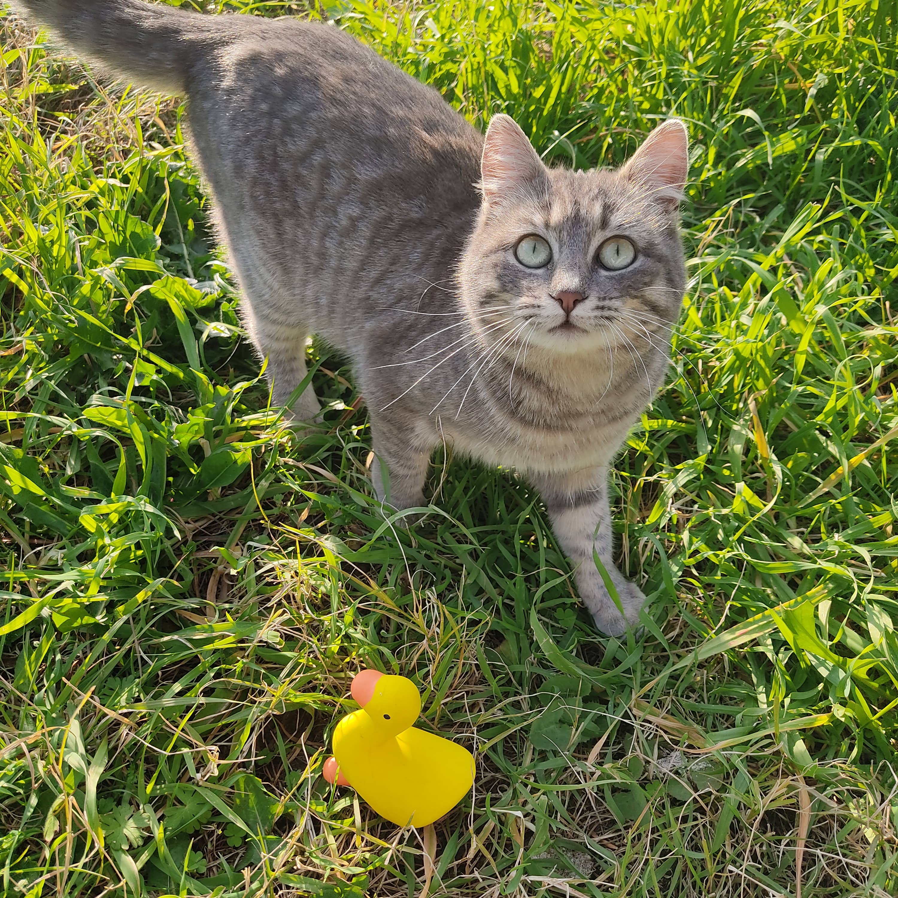 United Pets – Brinquedo - Gato e cão por atacado – Brinquedo Emma de látex para cães e gatos4