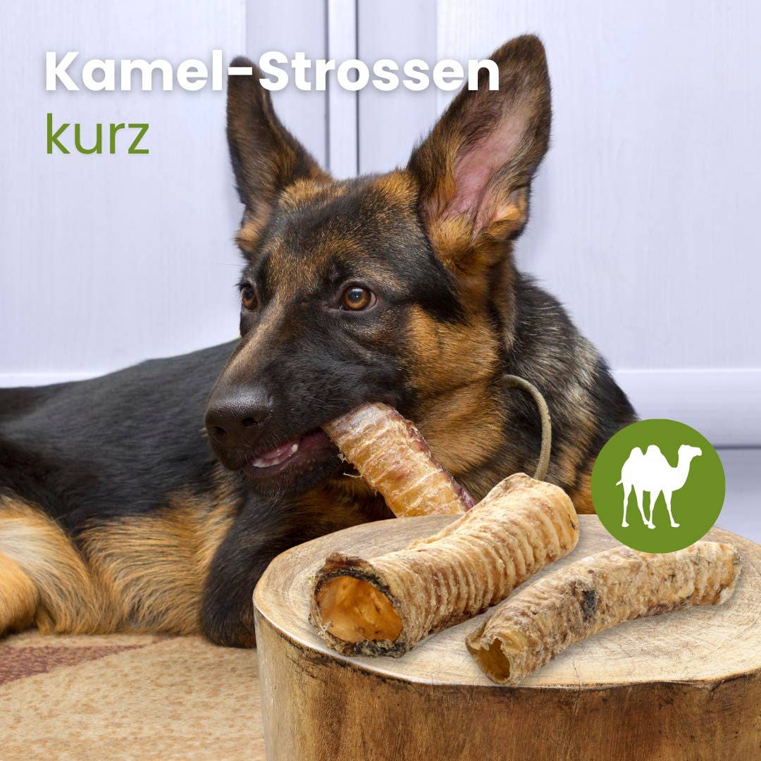 Kauartikel.com GmbH - Wholesale Pet Bone/Rawhide - Dog - camel stopes, short1