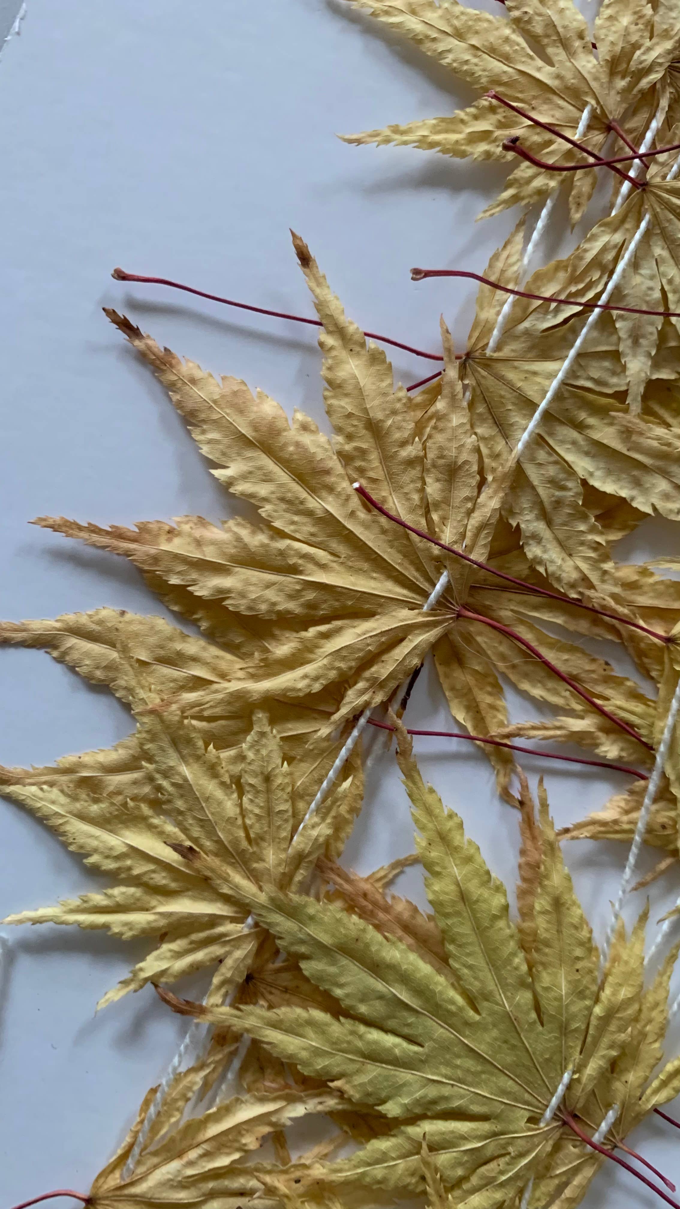 Twig and Snip - Wholesale Bunting/Garland - Dried Japanese Maple Leaf Garland GOLDEN- Natural Decor7