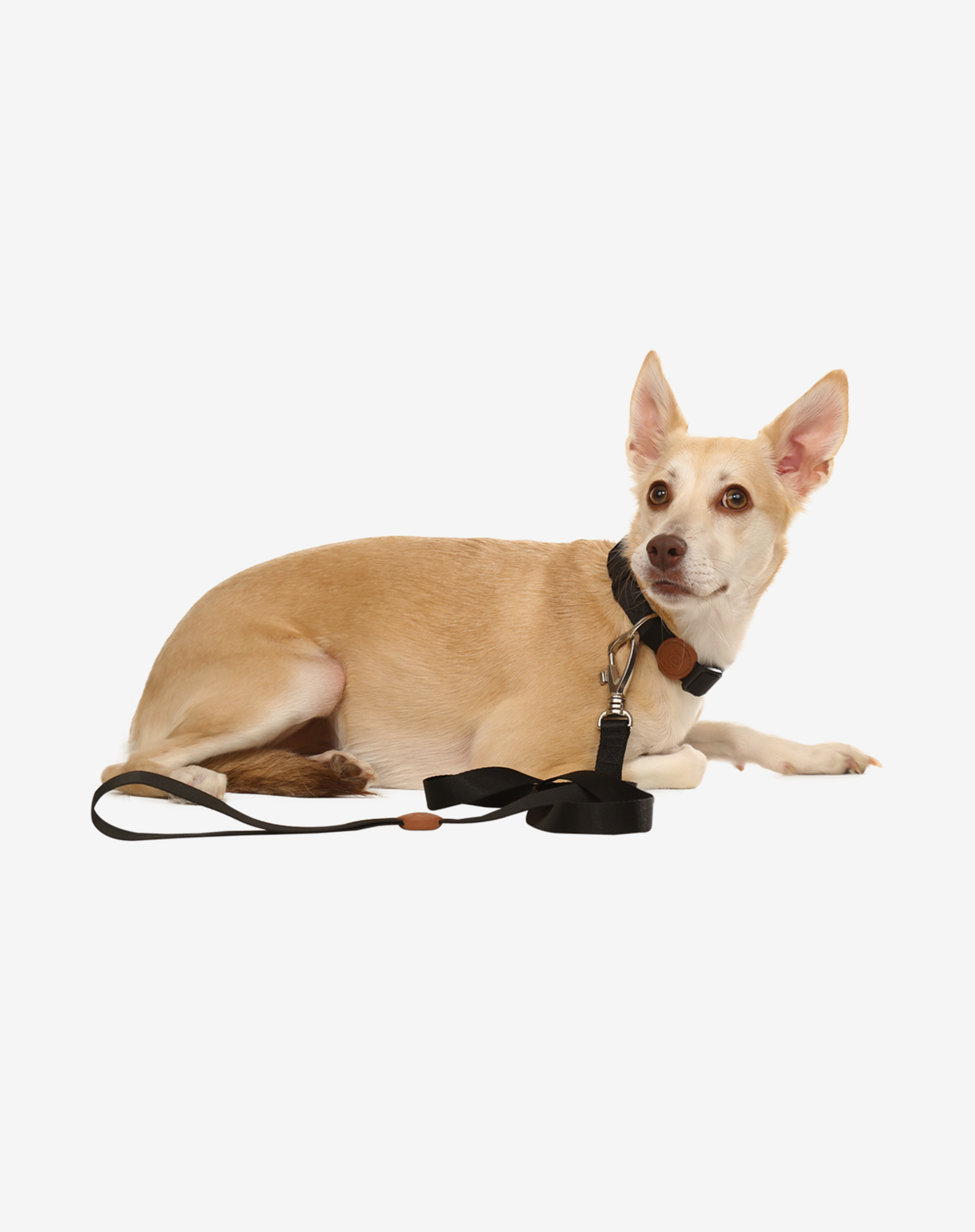 Toh - Wholesale Pet Leash - Dog - Trela para Cão S Preto1