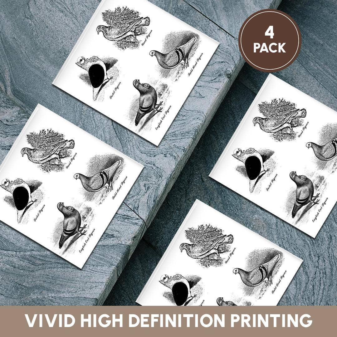 3dRose - Wholesale Coasters - 3dRose, Vintage Breeds of Pigeon Art Illustration Black and White for bird fan, Coaster5