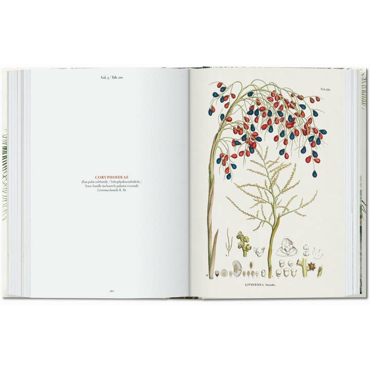 TASCHEN America - Wholesale Nature & Outdoors - Martius. The Book of Palms. 45th Ed. (German, French, English)6