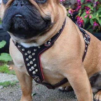 Harnais en cuir clouté The Rocky, taille petite à moyenne pour la vente par Serendipityfile