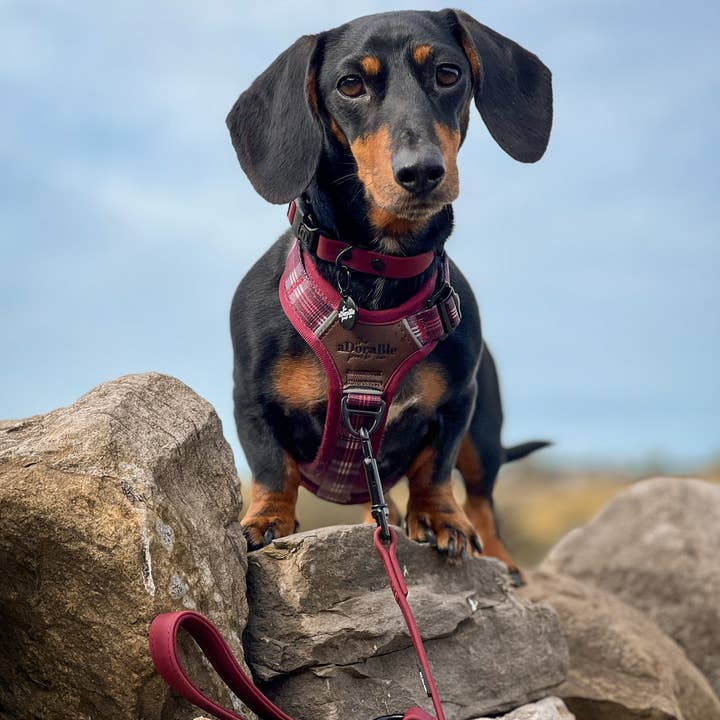 The aDoraBle Pooch Company - Wholesale Pet Harness - Dog - Streamline Pro™ Dog Harness - Heritage Collection - Merlot Manor26