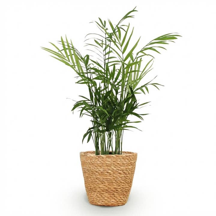 Chamaedorea Elegans Goldpalme Zimmerpflanze mit Korb Topf Ø12cm Höhe 15cm Haustierfreundliche Grünpflanze pflegeleicht für Wohnzimmer Büro Schlafzimmer für den Großhandel von Oasis of Life