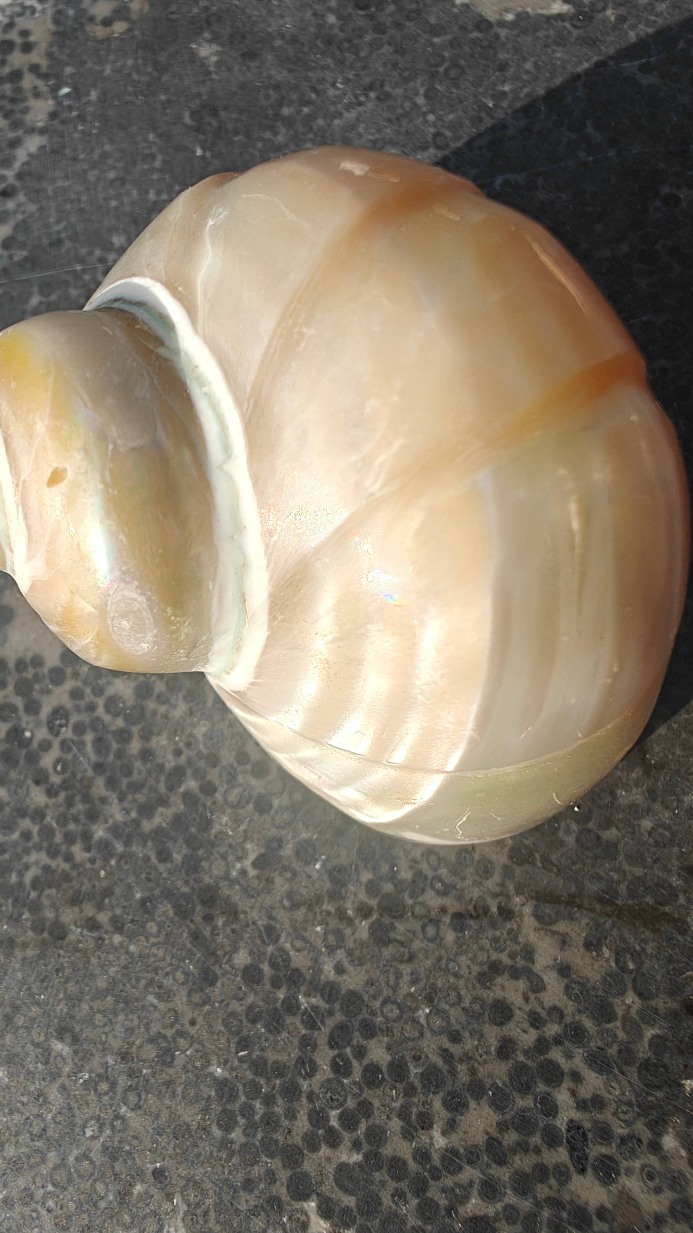 Product Import Holland - Wholesale Decorative Tabletop Object - Talembu Ukir - shells - decoration - beach - boho5