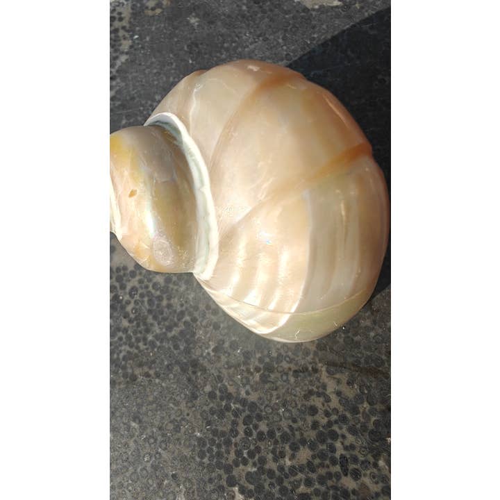 Product Import Holland - Wholesale Decorative Tabletop Object - Talembu Ukir - shells - decoration - beach - boho5