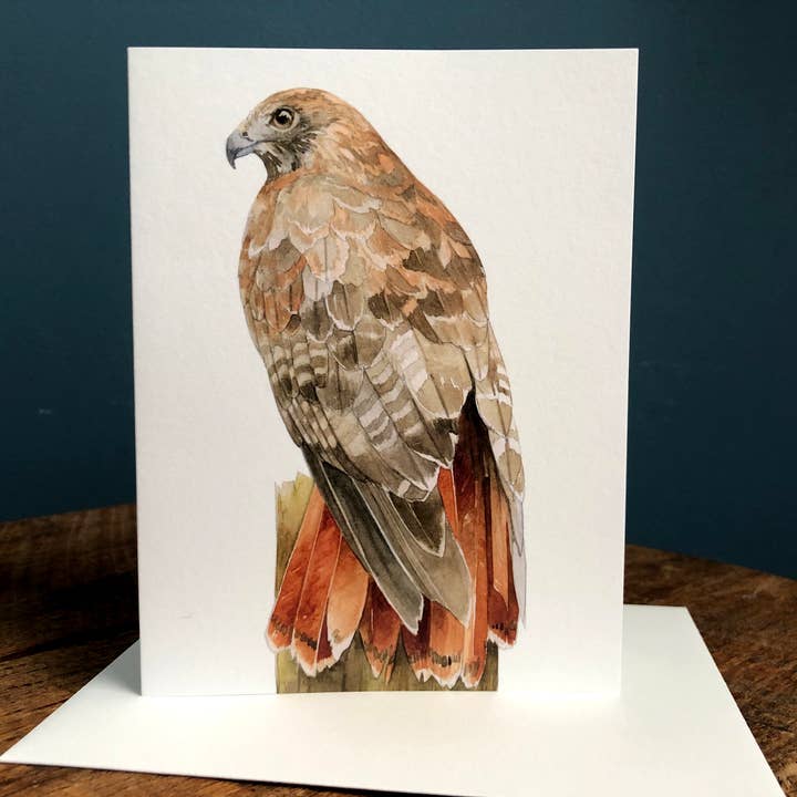 Red-tailed Hawk - Blank Note Card for wholesale by Amy Shawley Paquette