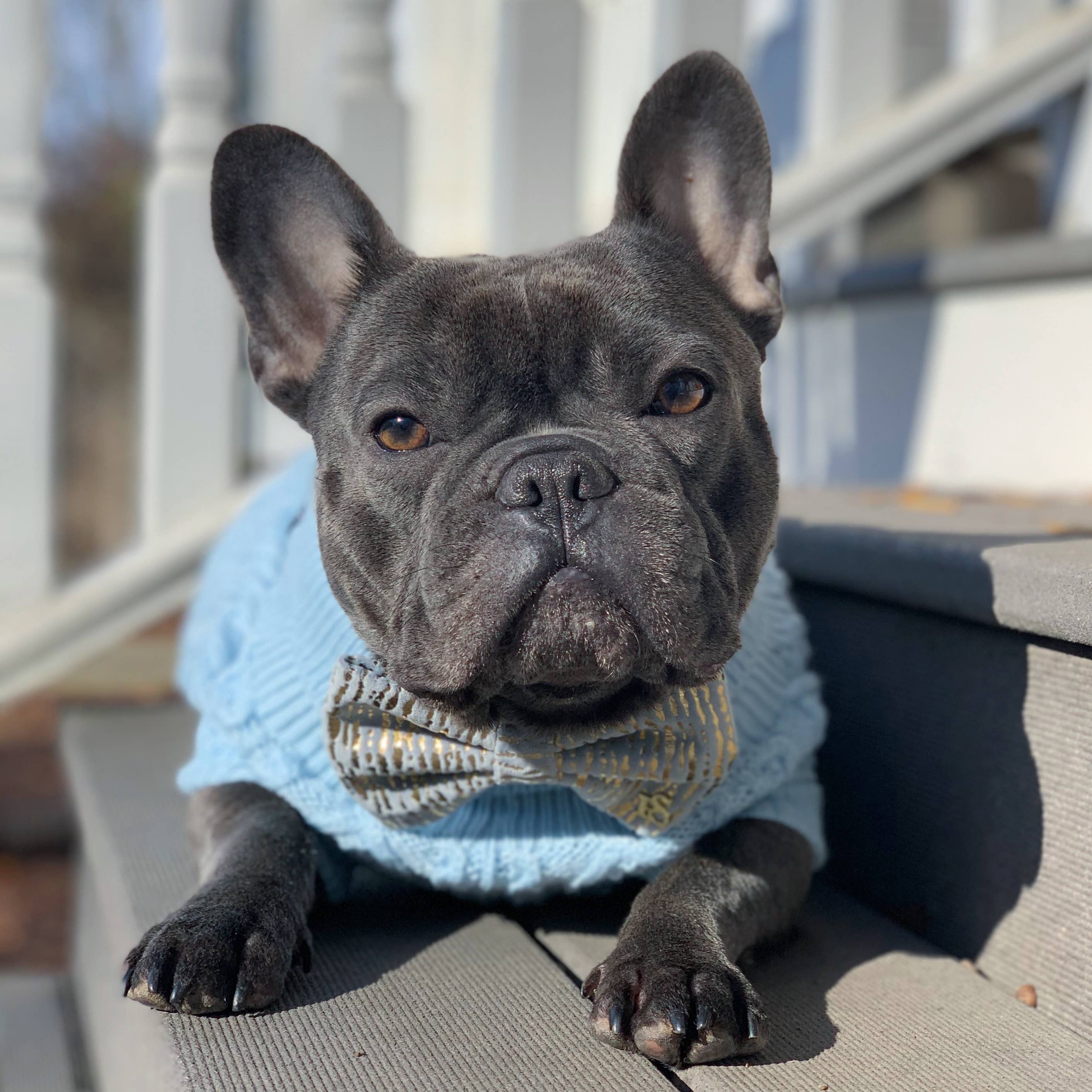 Parisian Pet® – Engroshandel Sweater - Hund – Kabelstrikket Sweater Pulverblå – Blødt & Varmt Hundetøj3