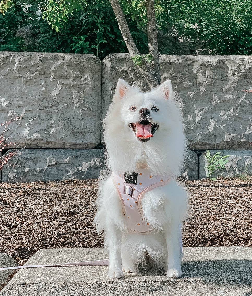 SASSY WOOF - Wholesale Pet Harness - Dog - Dog Adjustable Harness - Dainty Daisy6