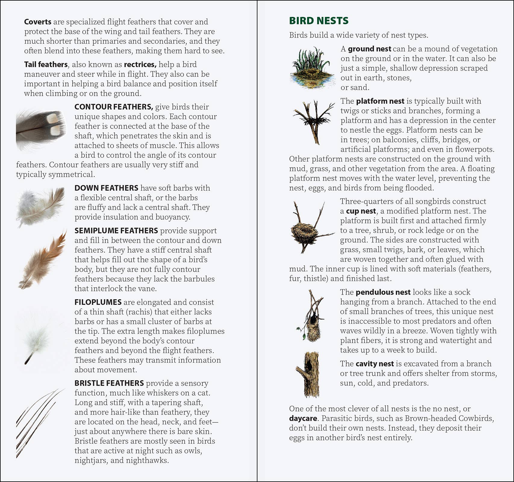 AdventureKEEN - Wholesale Nature & Outdoors - Bird Feathers & Eggs of the Midwest Quick Guide7