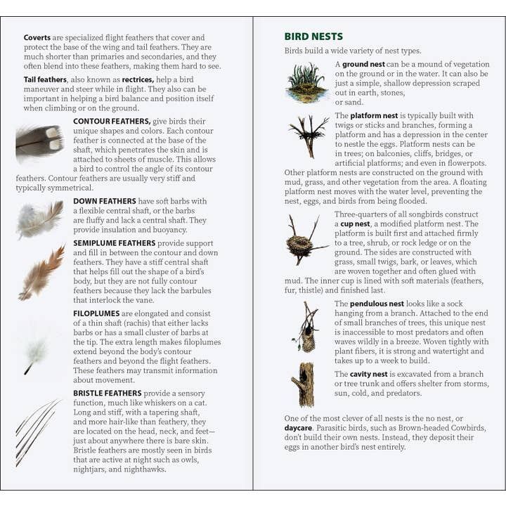 AdventureKEEN - Wholesale Nature & Outdoors - Bird Feathers & Eggs of the Midwest Quick Guide7