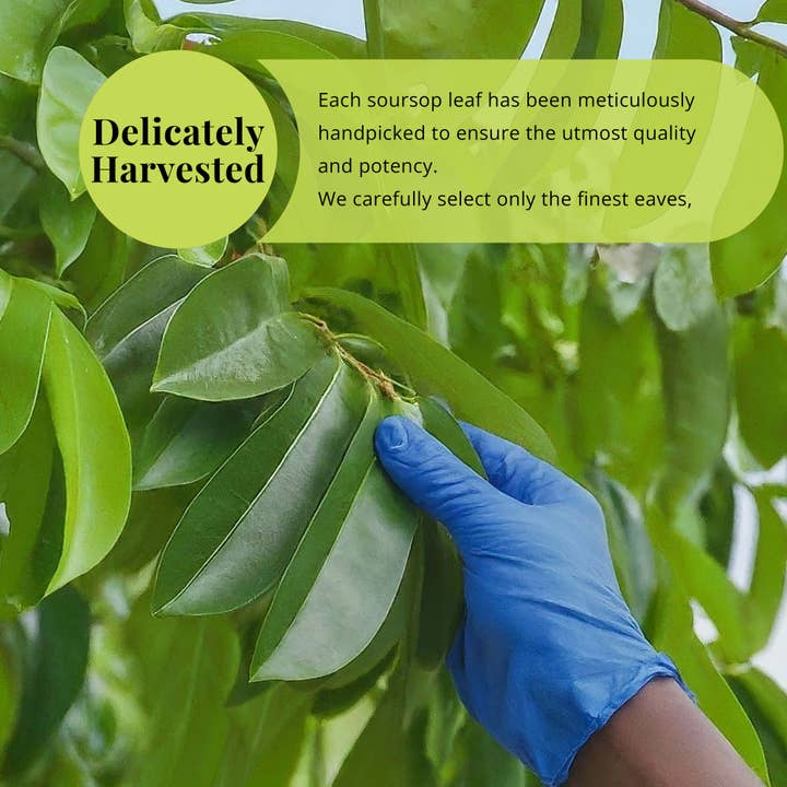 Akshit - Wholesale Loose Tea - 200+Soursop Leaves, Hojas de Guanabana Dried Graviola Leaves