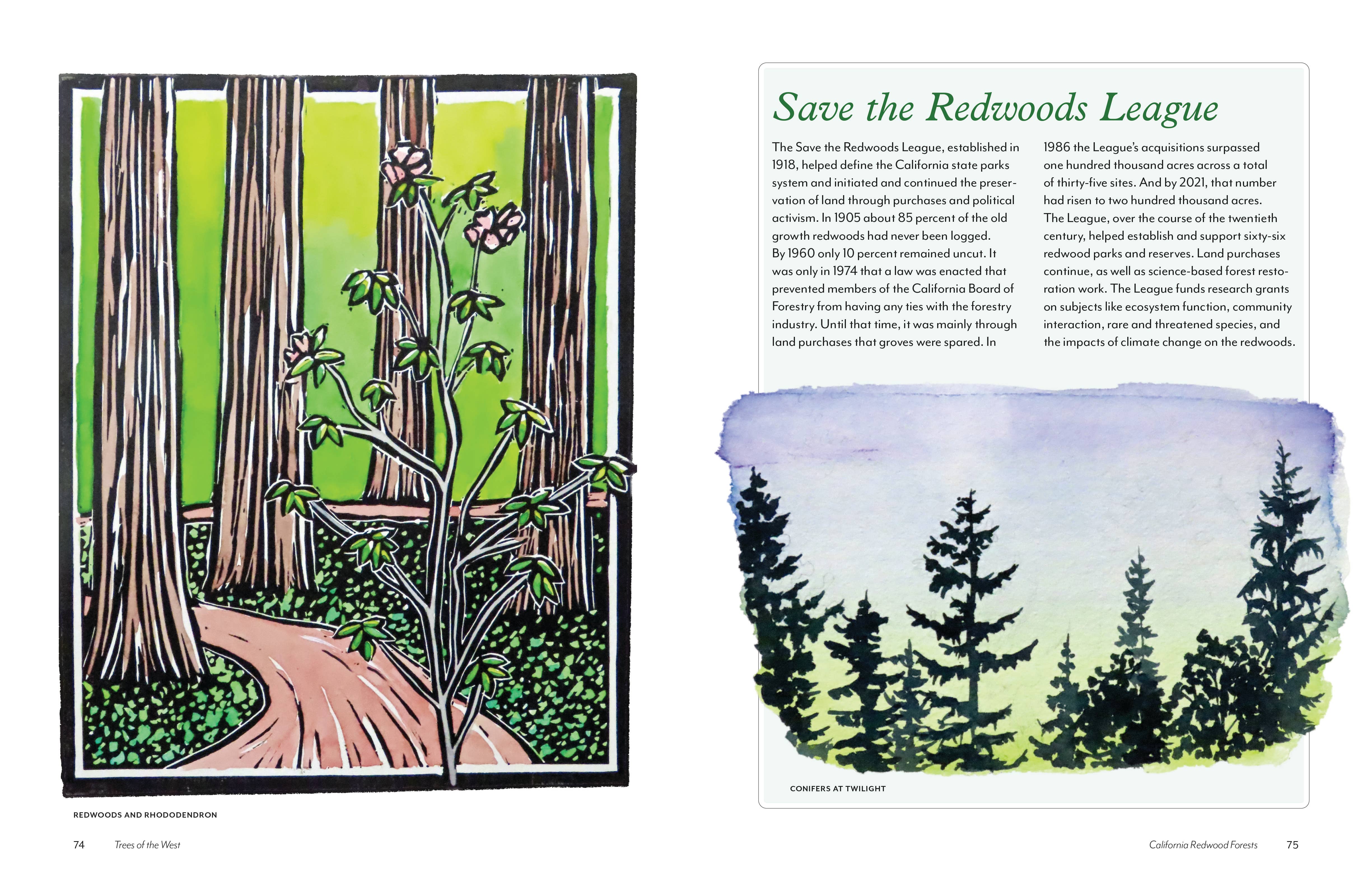 Mountaineers Books - Wholesale Nature & Outdoors - Trees of the West: An Artist's Guide10