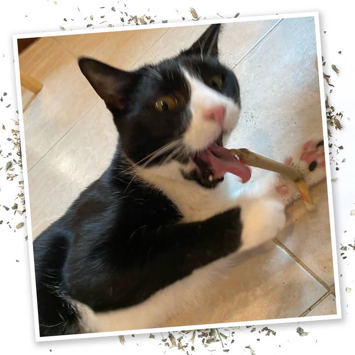 Meowijuana - Wholesale Catnip - Catnibas® - King Meowy J's
