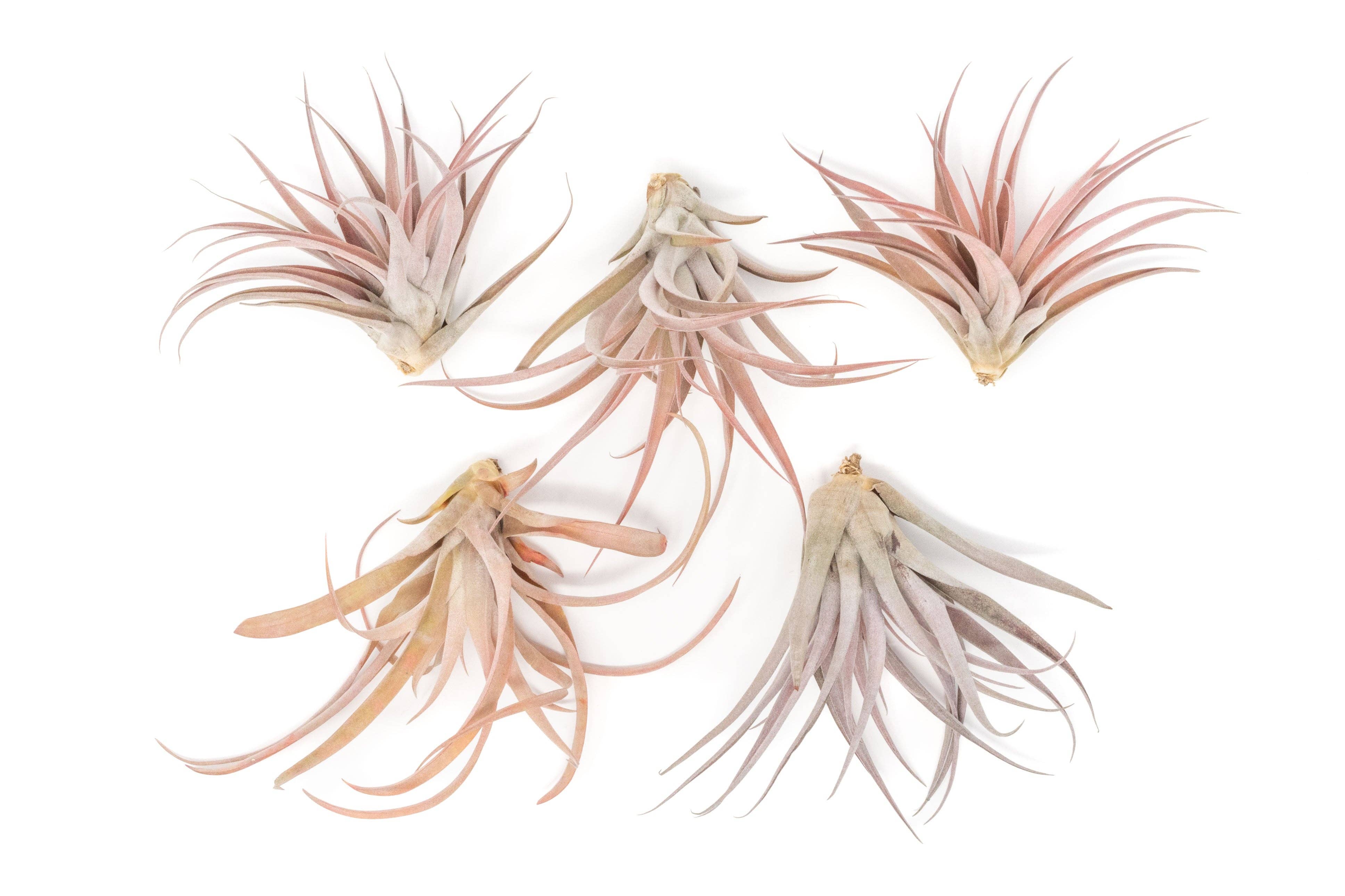 Air Plant Shop - Wholesale Live Plant - Tillandsia Capitata Peach Air Plants (24)2