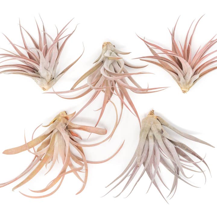 Air Plant Shop - Wholesale Live Plant - Tillandsia Capitata Peach Air Plants (24)2