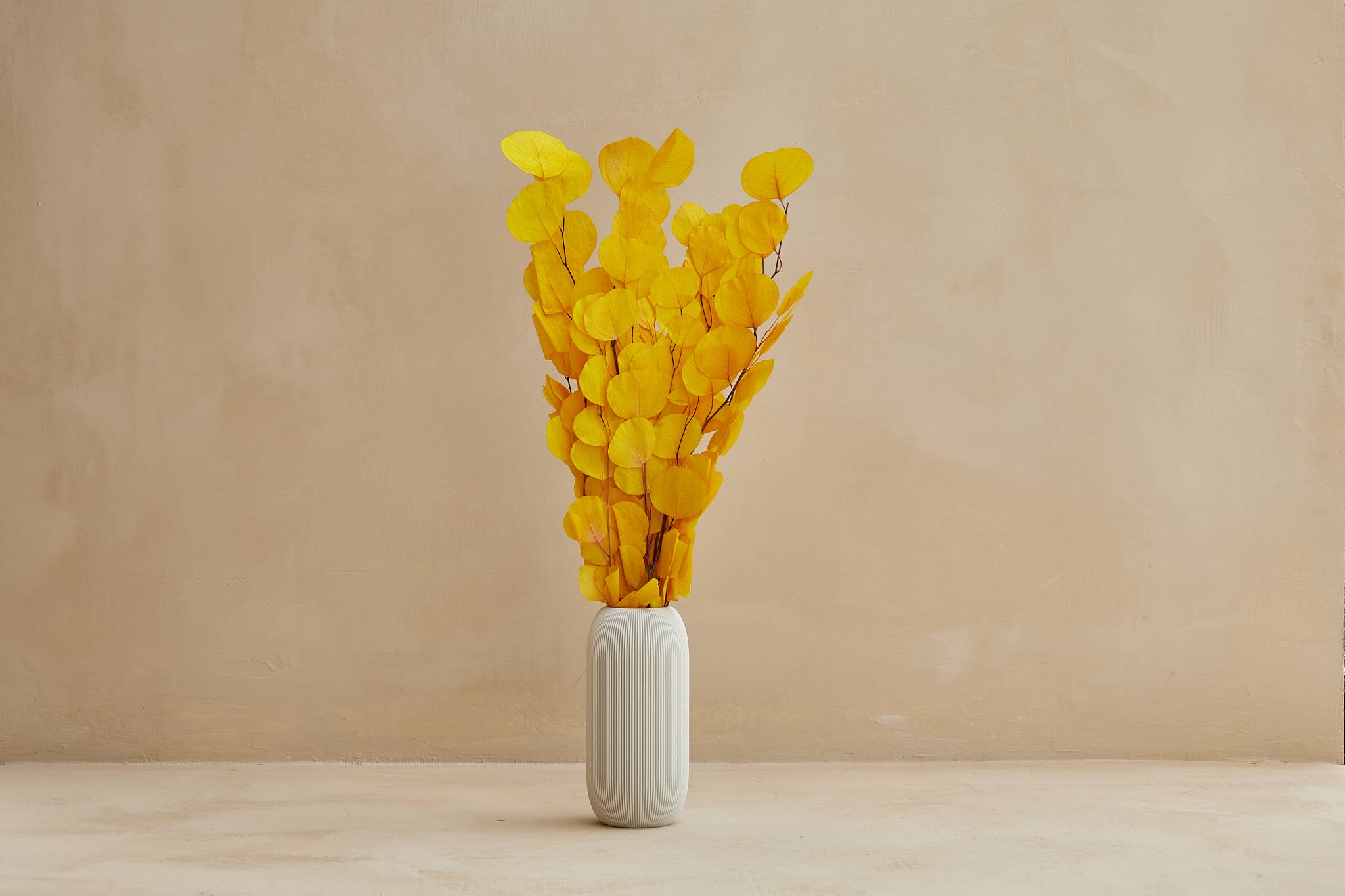 For Love Of Pampas - Vente Fleur séchée/pressée - Eucalyptus Silver Dollar préservé en jaune (remisé)