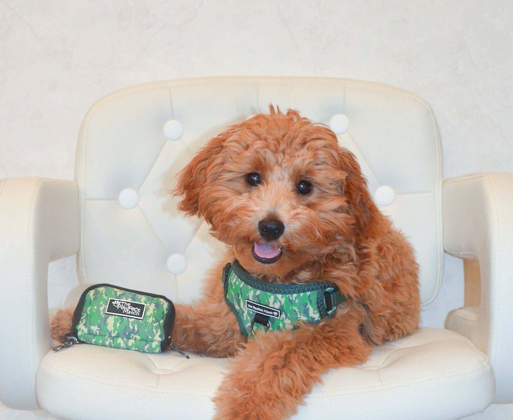 The Pawfect Match - Vendita all'ingrosso Pettorina - Cani - Cablaggio Indognito4