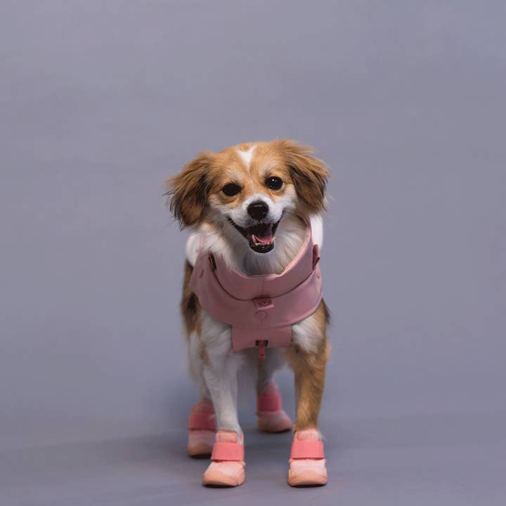 RIFRUF - Vente Bottines – chien - César 17