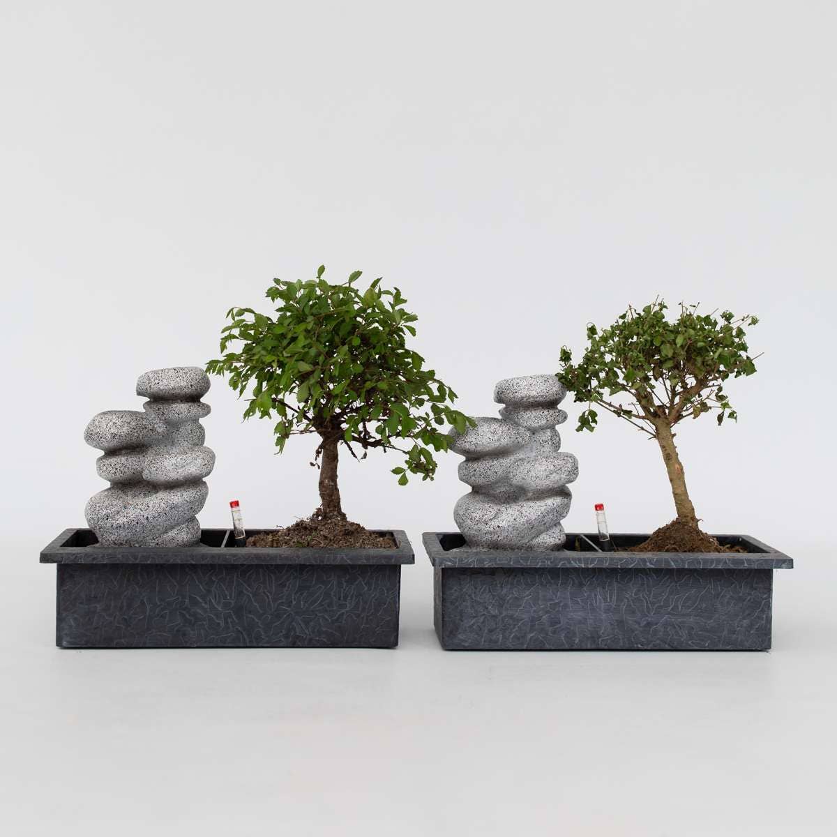 Oasis of Life - Wholesale Live Plant - Bonsai - Set of 2 Chinese bonsai trees - approx. 5 years old - with Easy Care System & water level indicator - Decorative Zen arrangement with stones & mini waterfall - Easy to care for & durable - Height 25–35cm - Ø29cm6