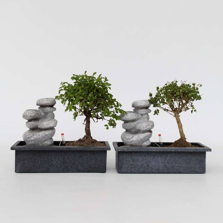 Oasis of Life - Wholesale Live Plant - Bonsai - Set of 2 Chinese bonsai trees - approx. 5 years old - with Easy Care System & water level indicator - Decorative Zen arrangement with stones & mini waterfall - Easy to care for & durable - Height 25β35cm - Γ29cm6