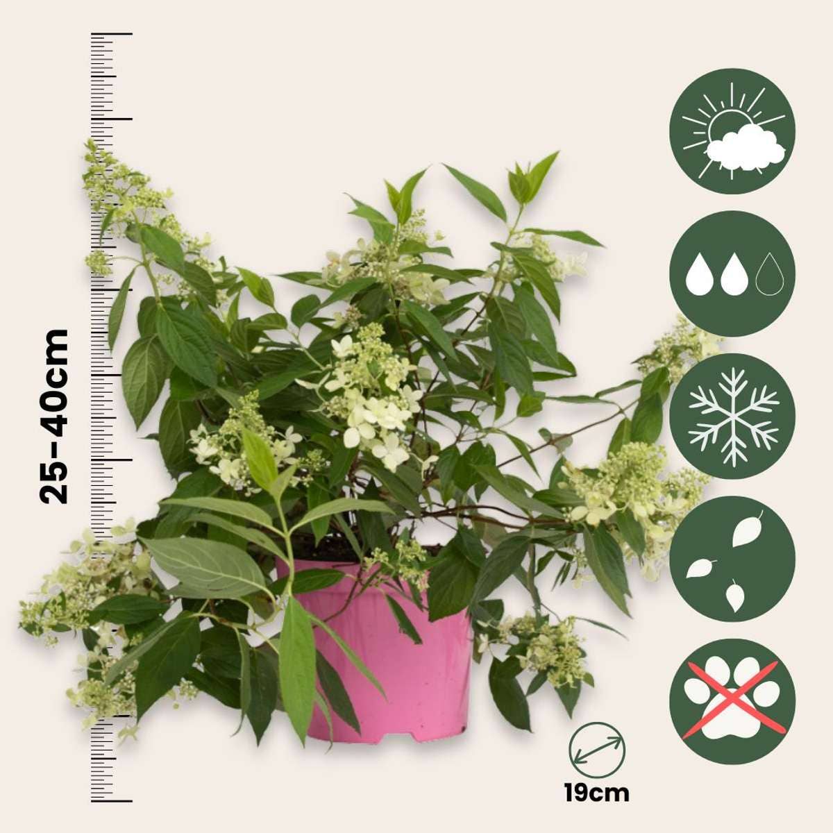 Oasis of Life - Wholesale Live Plant - Hydrangea Hortensie – Hydrangea Paniculata 'Confetti' – Fragrant panicled hydrangea with delicate flowers in white, pink & green – Hardy to -30°C – For garden, terrace & balcony – Height 25–40cm – Ø19cm3