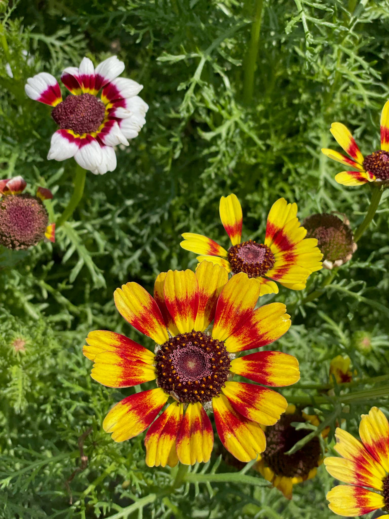 Bentley Seed Co. - Wholesale Plant Seeds - Bulk 250 Piece Western Region Flower Seed Packets1