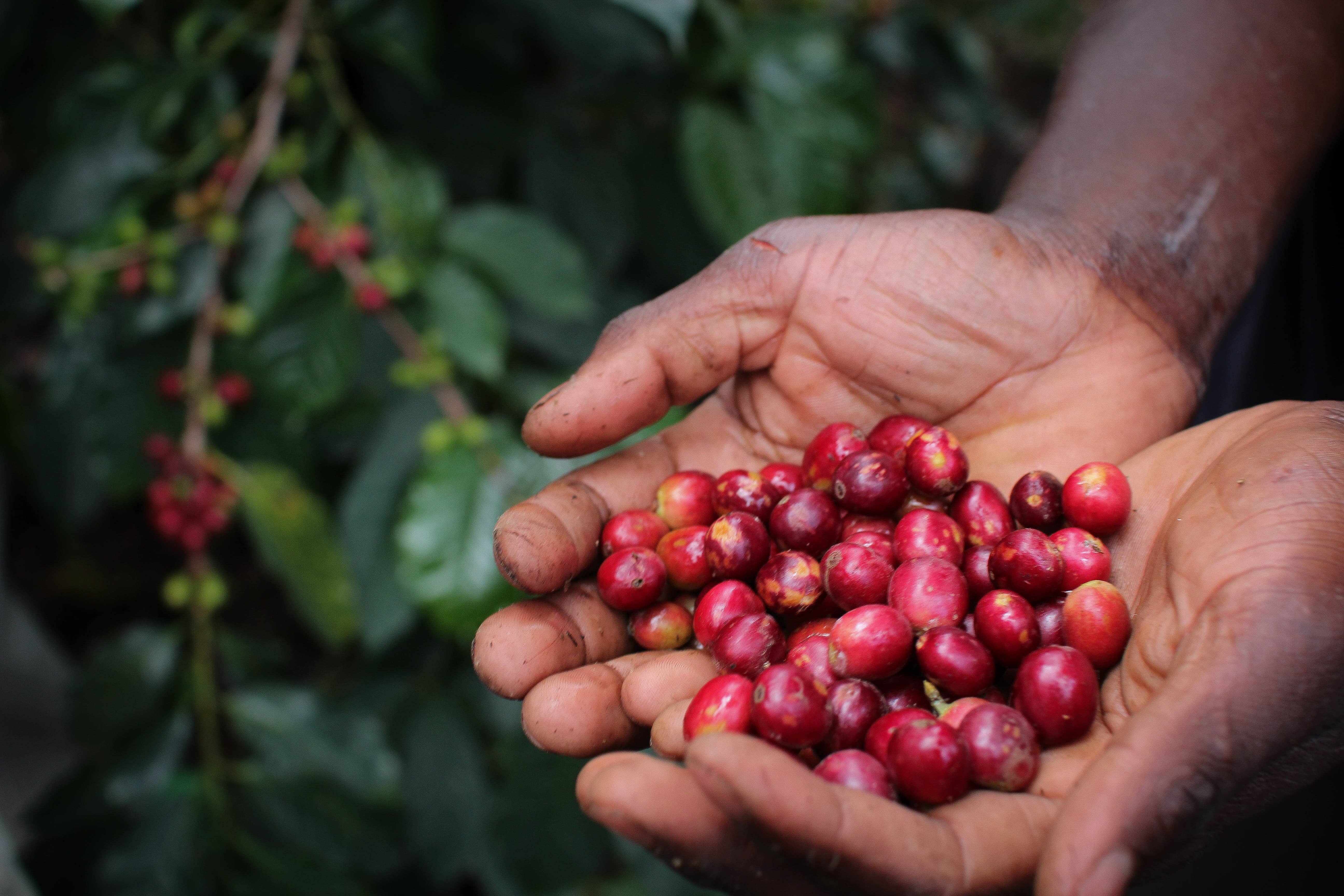 Virunga Coffee – Producteur et Distributeur de Café Bio et Fairtrade