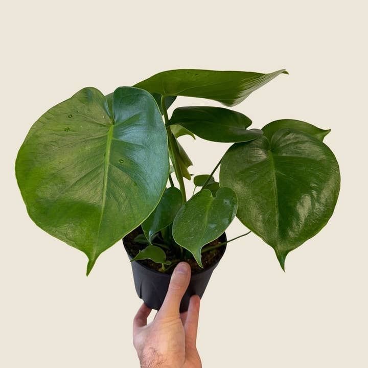 6" Monstera Deliciosa for wholesale by The Greenhouse Wholesale
