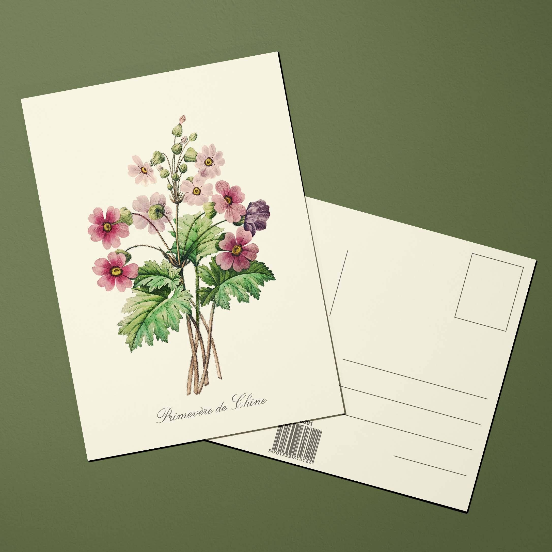 Oneart - Wholesale Postcard - Postcard Chinese Primrose Flowers - FLE00011