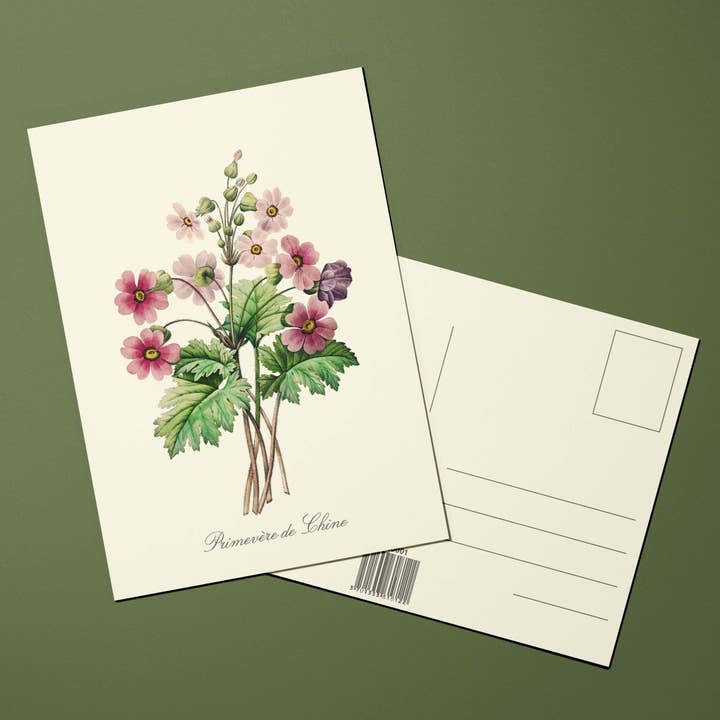 Oneart - Wholesale Postcard - Postcard Chinese Primrose Flowers - FLE00011