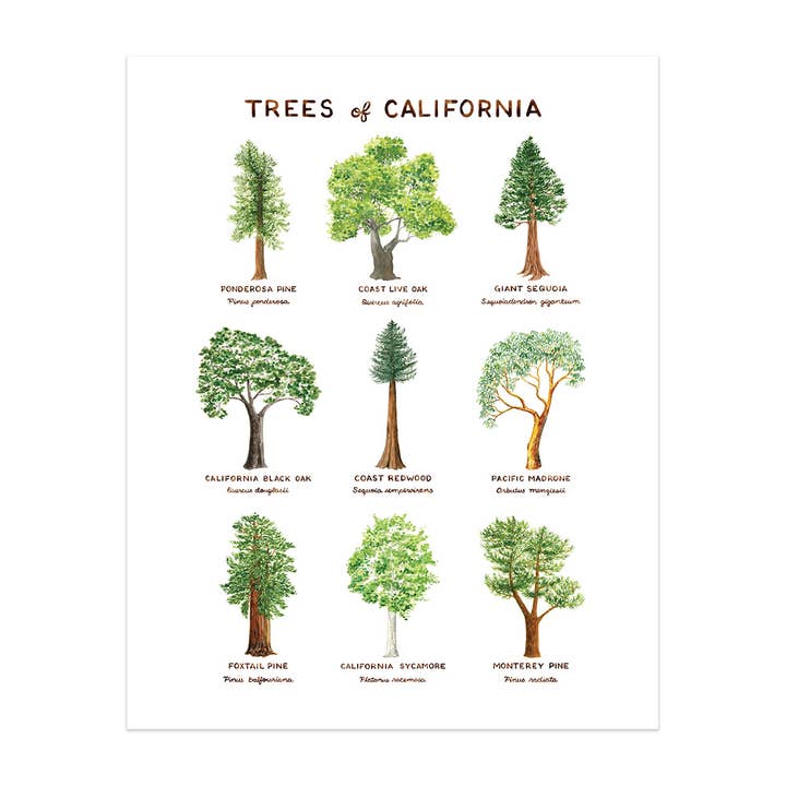 California Trees - 11" x 14" Watercolor Nature Art Print for wholesale by Yardia